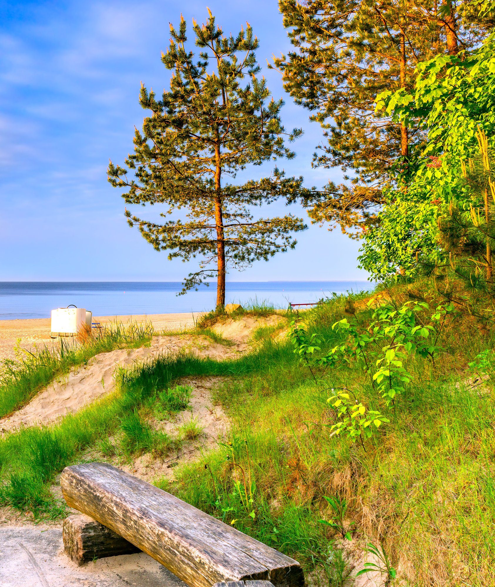 A wooden bench beneath pines facing the Baltic Sea at Jūrmala