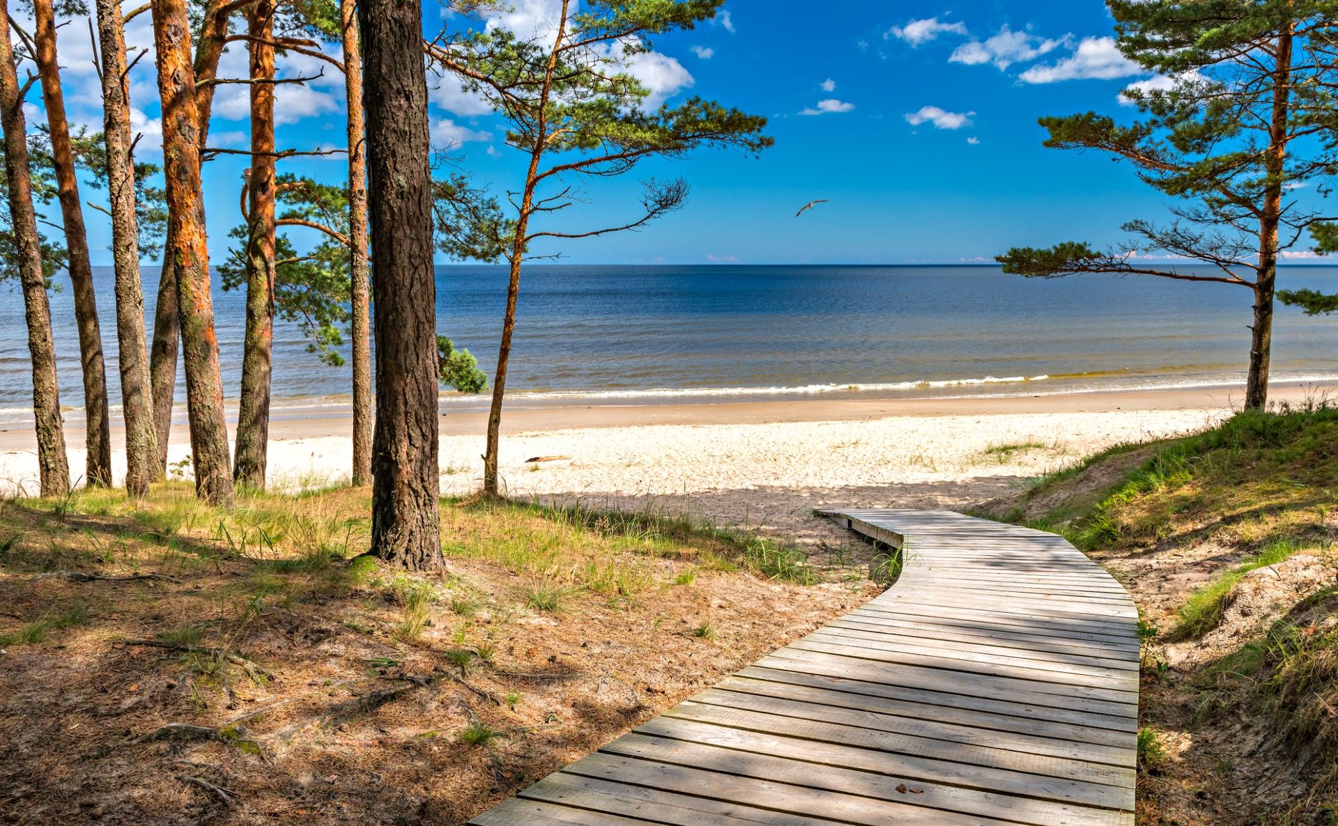 Pine trees overlooking the long sandy beach at Jūrmala, Latvia