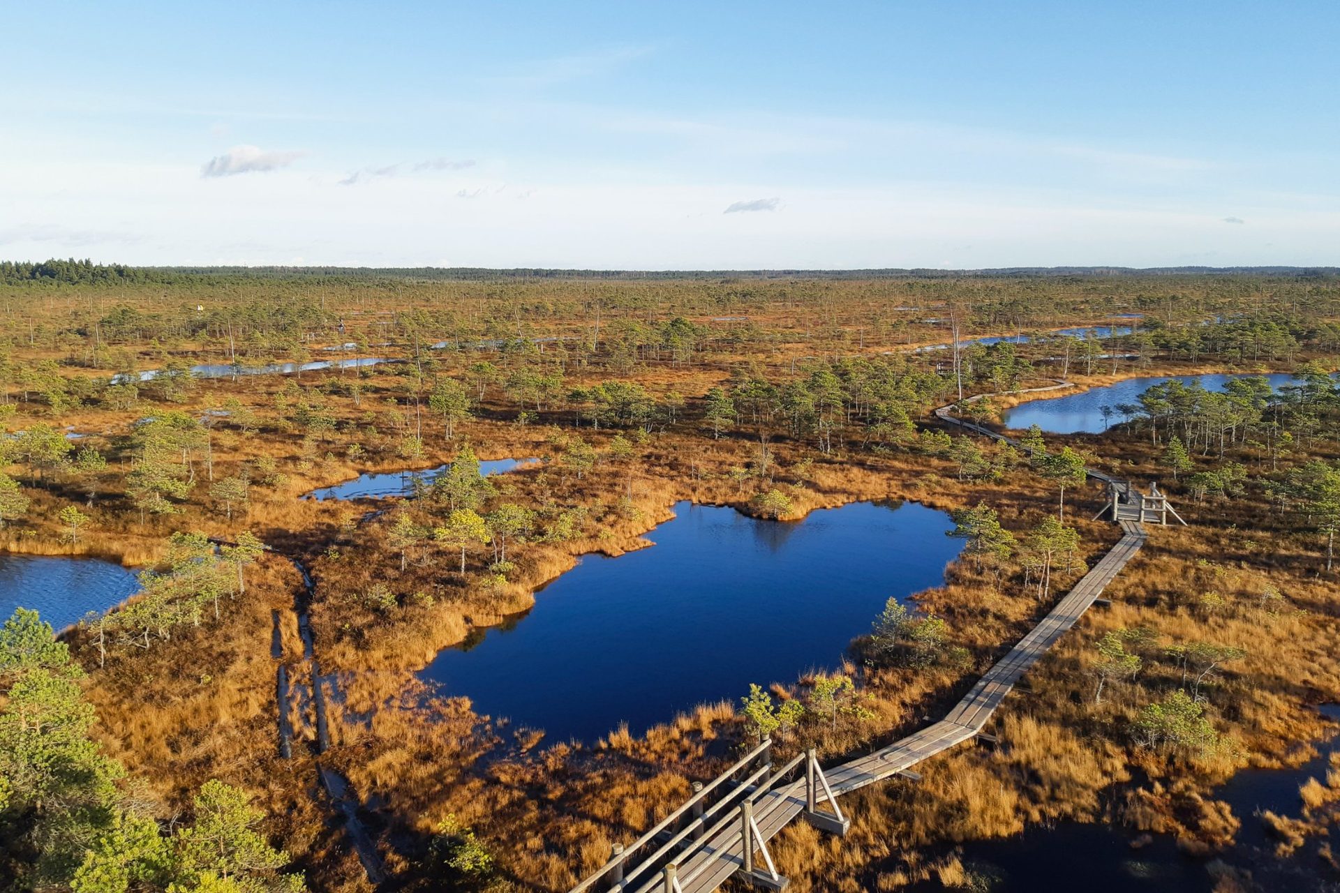Aerial view of the Ķemeri bog in autumn, rust-coloured grasses surrounding mirror pools