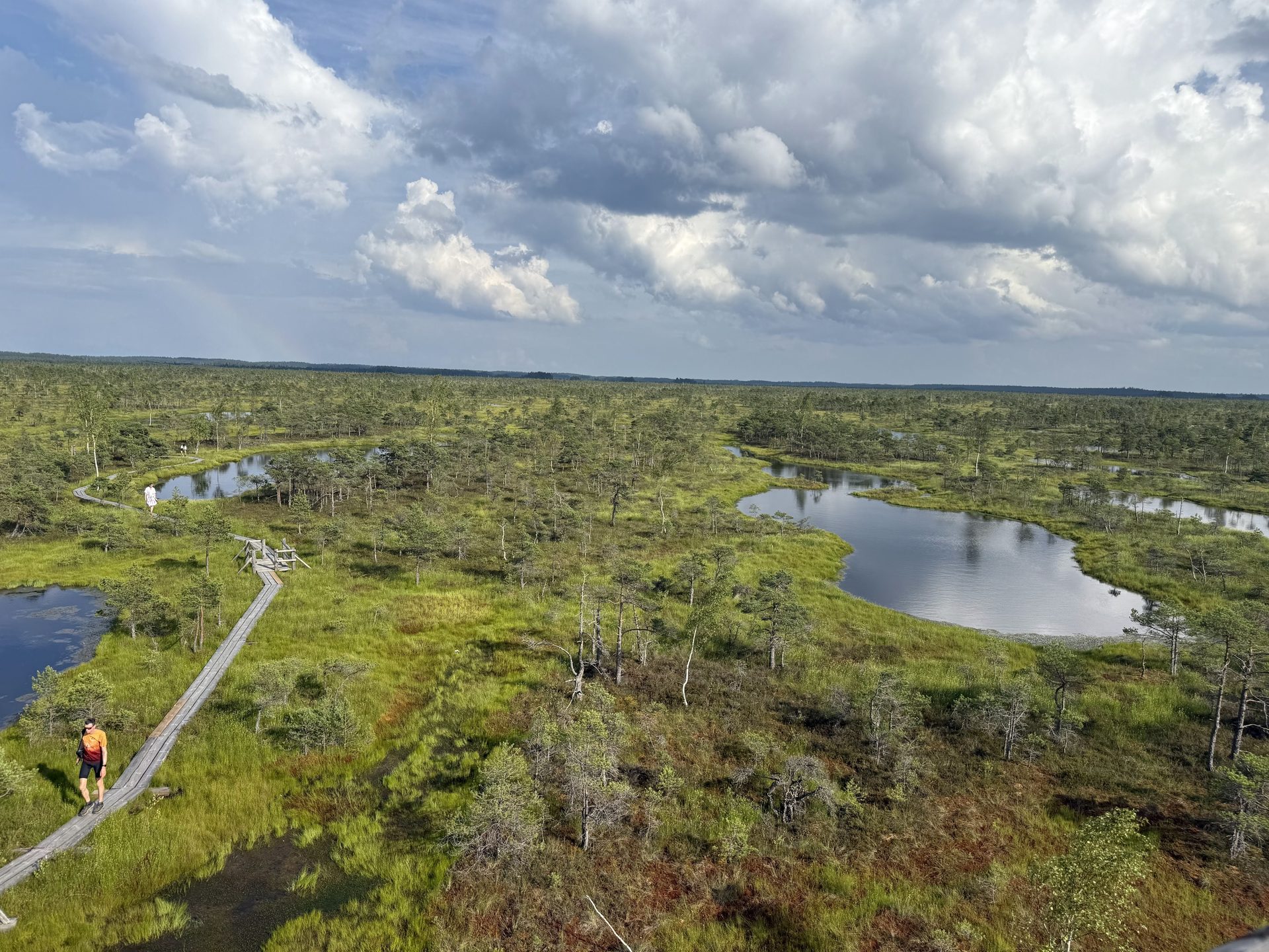 View from the Ķemeri bog watchtower across pools and dwarf pines in summer