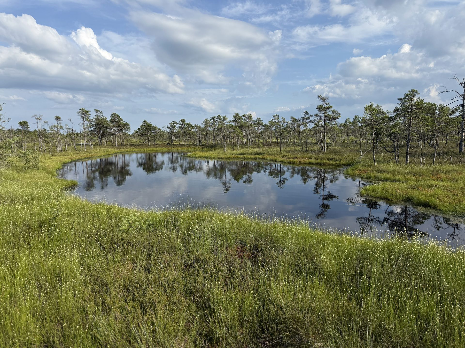 A small dark Ķemeri bog pond reflecting summer clouds