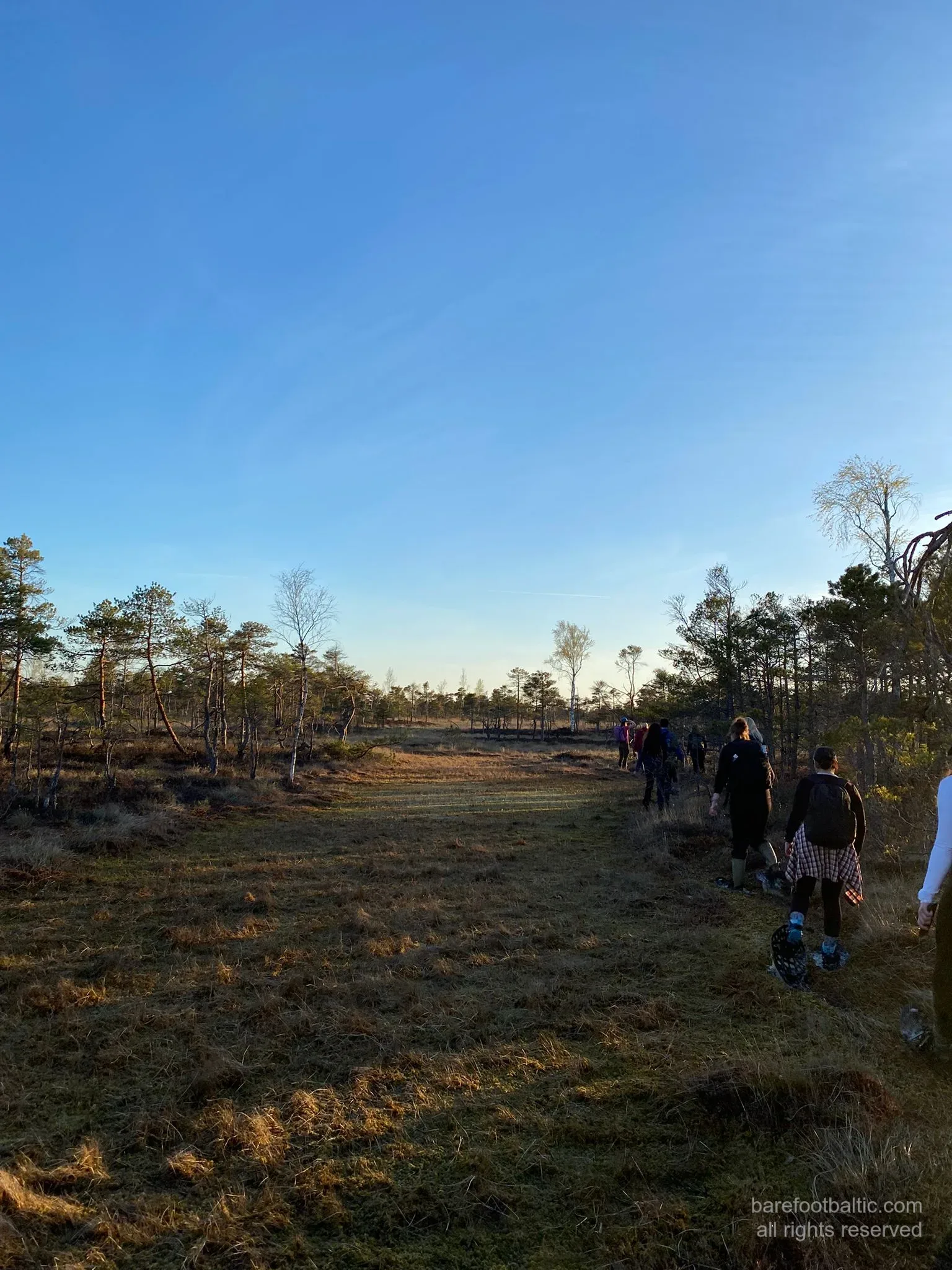 Stepping out in bog shoes through the cottongrass