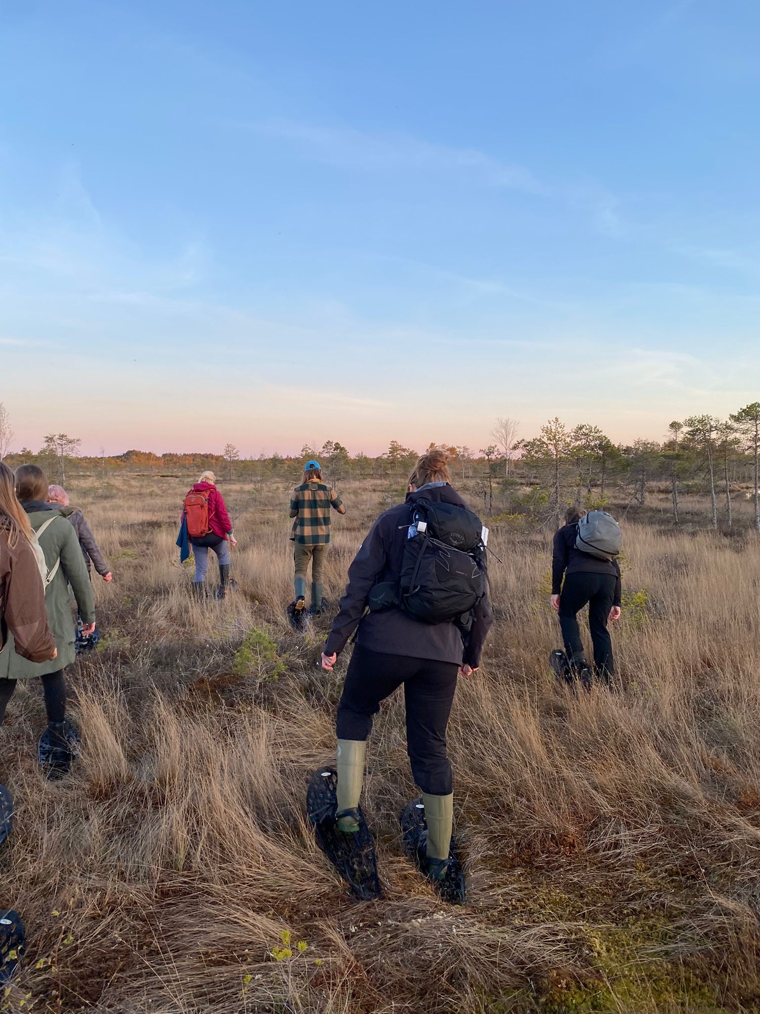 Our small group out on the open Ķemeri raised bog at sunset in bog shoes