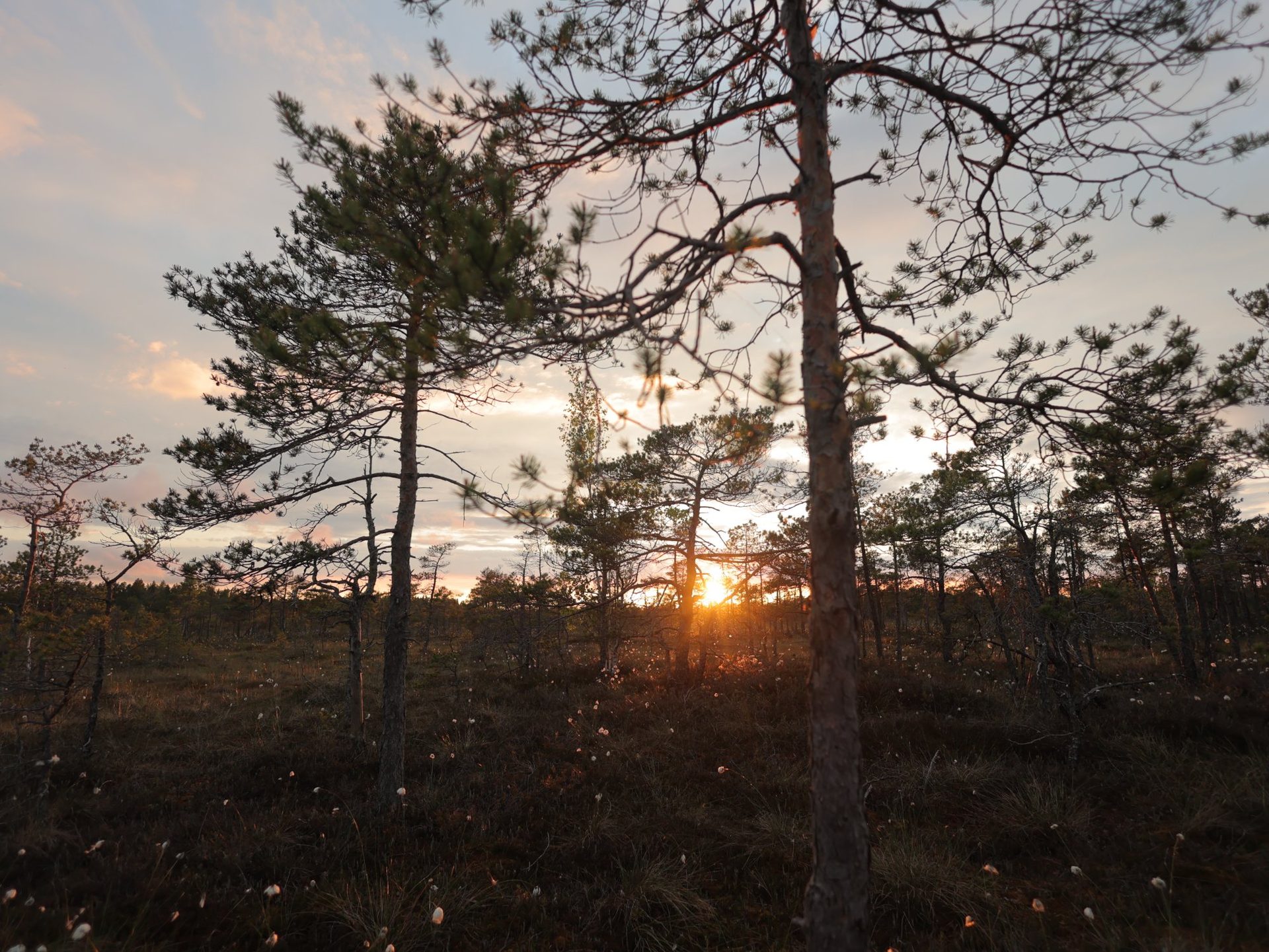 A guest in bogshoes walking out on the open bog at golden hour, Ķemeri