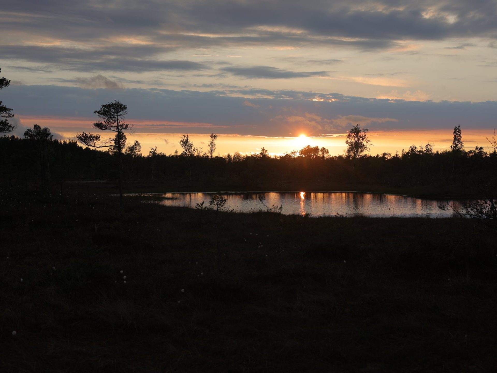 Sunset glow over the dwarf pines of the Ķemeri raised bog