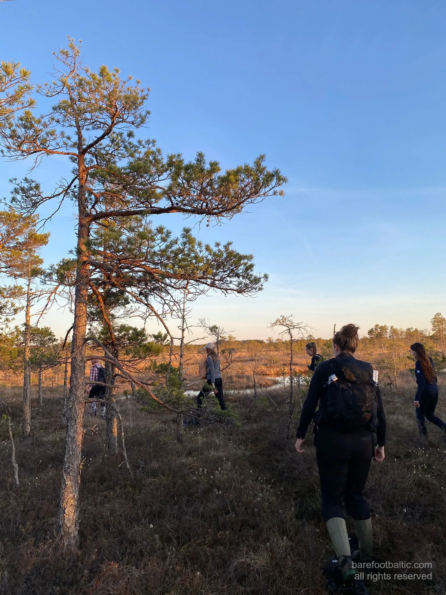 Walking out into the bog among the dwarf pines