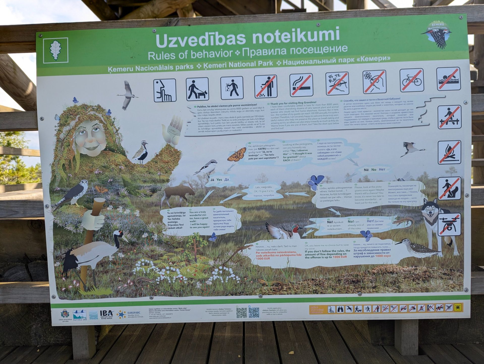 A photographer crouched on the Ķemeri bog boardwalk at first light
