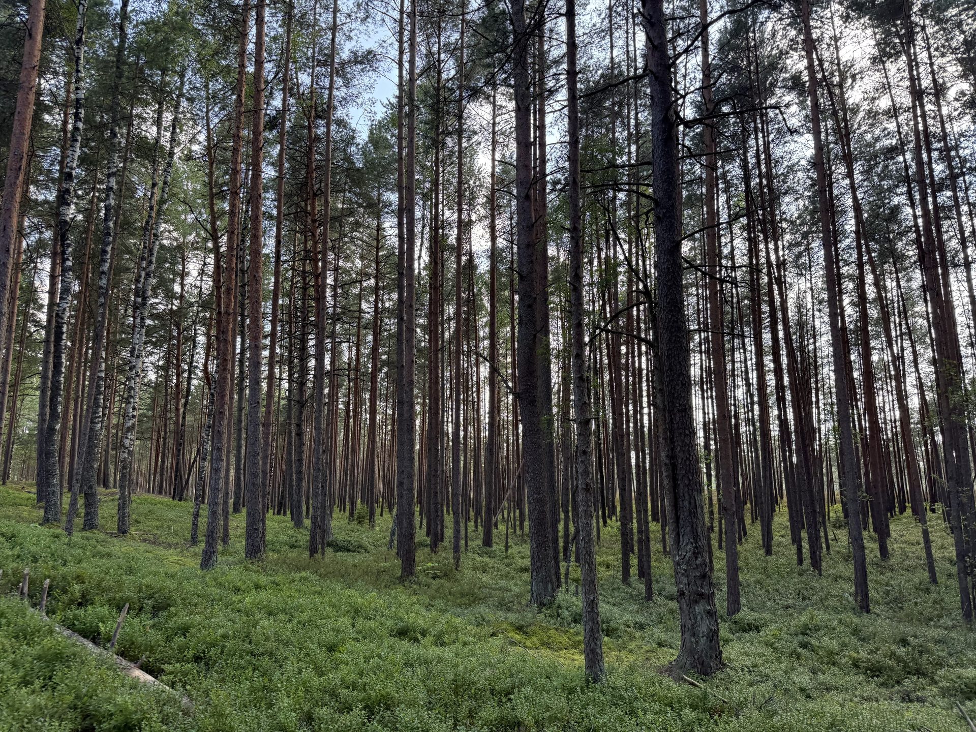 Slender pine trunks in the Ķemeri forest catching low morning light