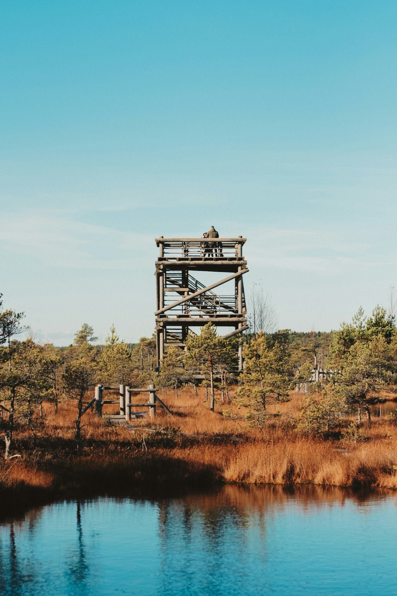 The Ķemeri bog observation tower rising above the wetland