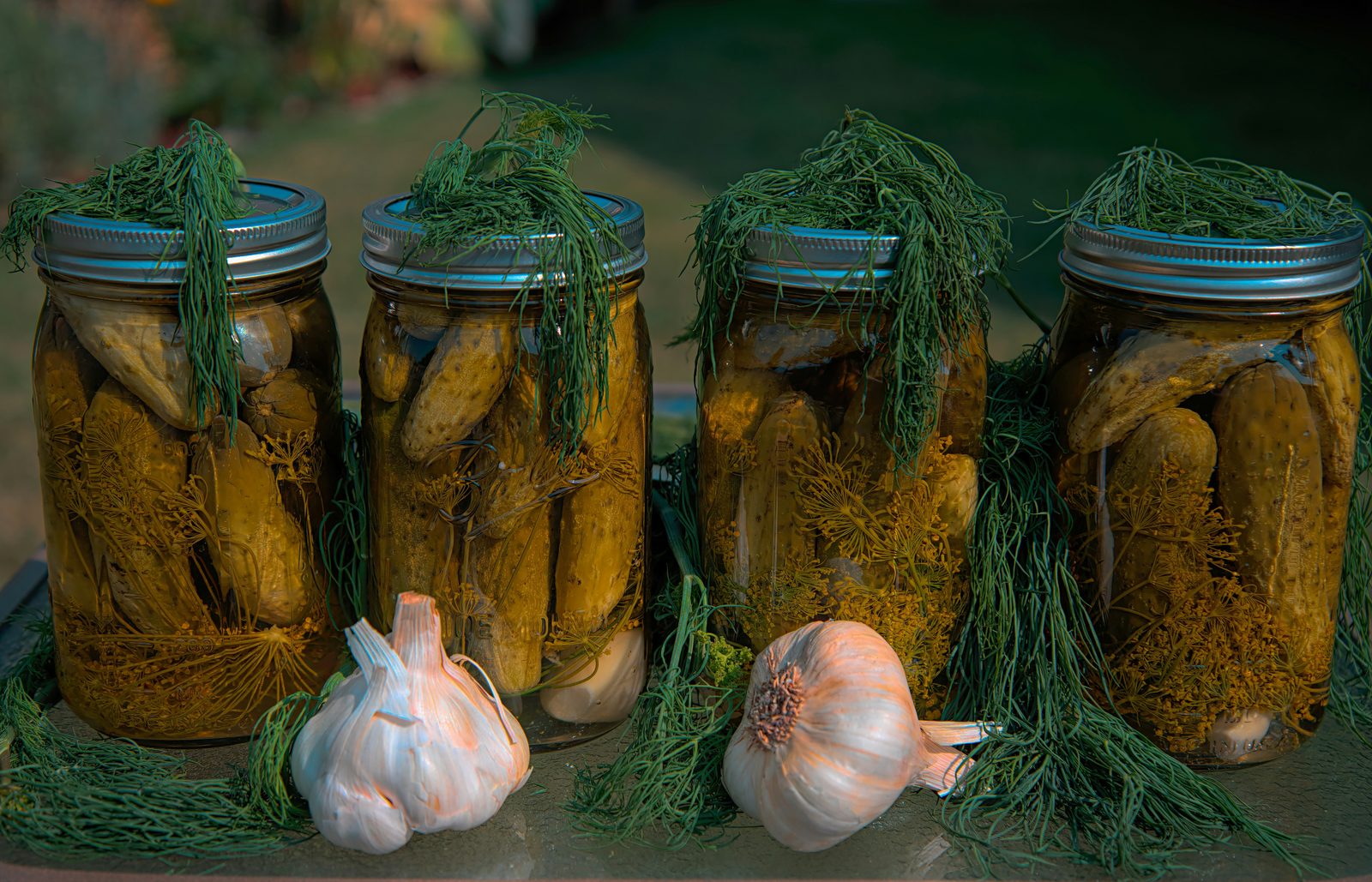 Four glass jars of dill-pickled cucumbers with fresh dill and garlic